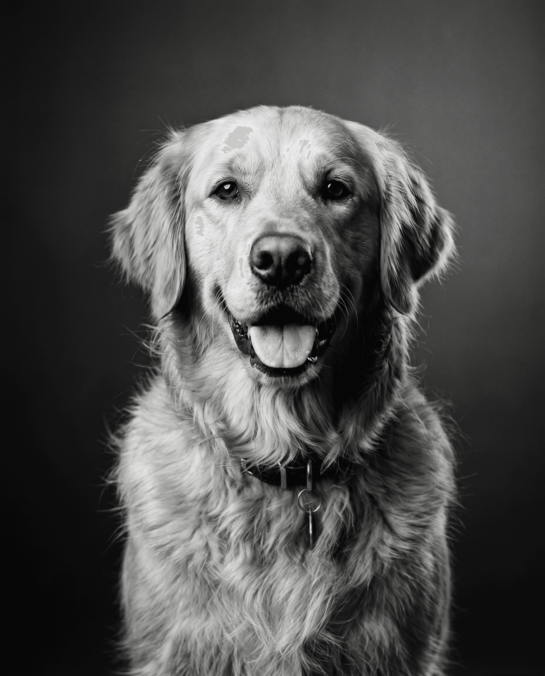 Portrait du même chien en style Studio noir et blanc, contrastes argentiques et regard sculptural